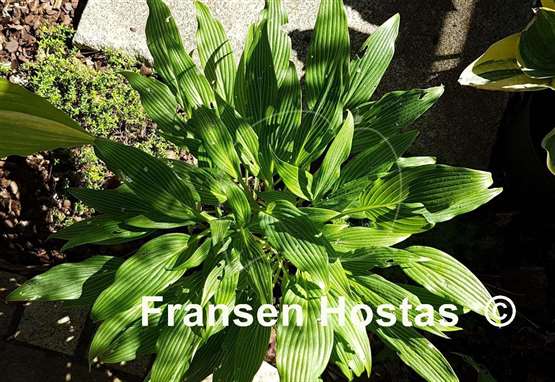 Hosta Addicted to Love